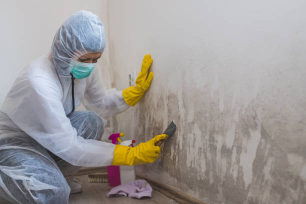 Best Black Mold Remediation in Rosedale, WA