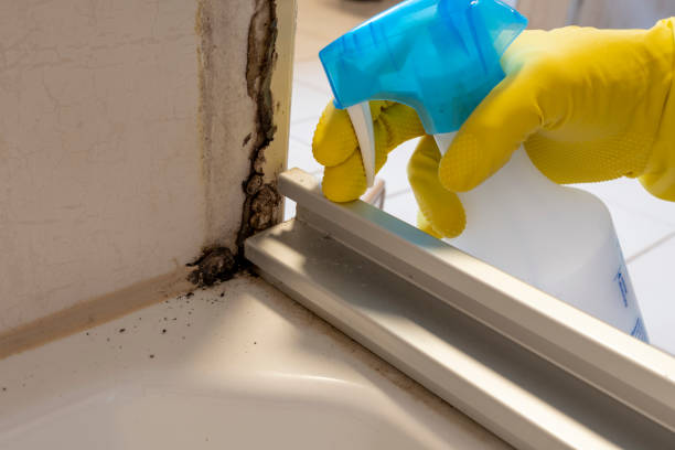 Best Residential Mold Remediation in Rosedale, WA