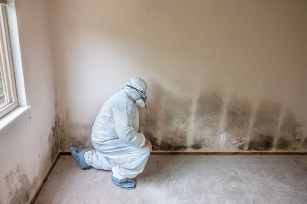 Trusted Rosedale, WA Mold Remediation Experts